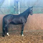 One Charming Boy<br /><i>https://www.ehorses.pl/polski-kon-szlachetny-polkrwi-ogier-3lat-166-cm-gniada-konie-skokowe-konie-hodowlane-konie-wkkw-szczecin/3998219.html</i>