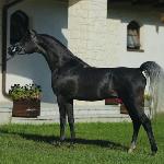 El Grigio