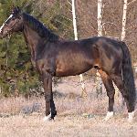 Dacosse