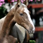 Zayan Choco Lux-J - 5 months old<br />&copy; @PalominoJaskulscy