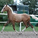 Zayan Choco Lux-J - 5,5 months old<br />&copy; @PalominoJaskulscy