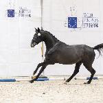 Back To Black - AES Grading Poland 2025