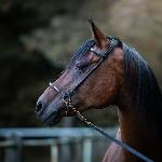 Muftachara - Muftachara2