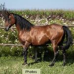 Muftachara