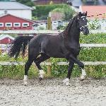 Fernando / Fernando van Soma