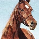 Norra