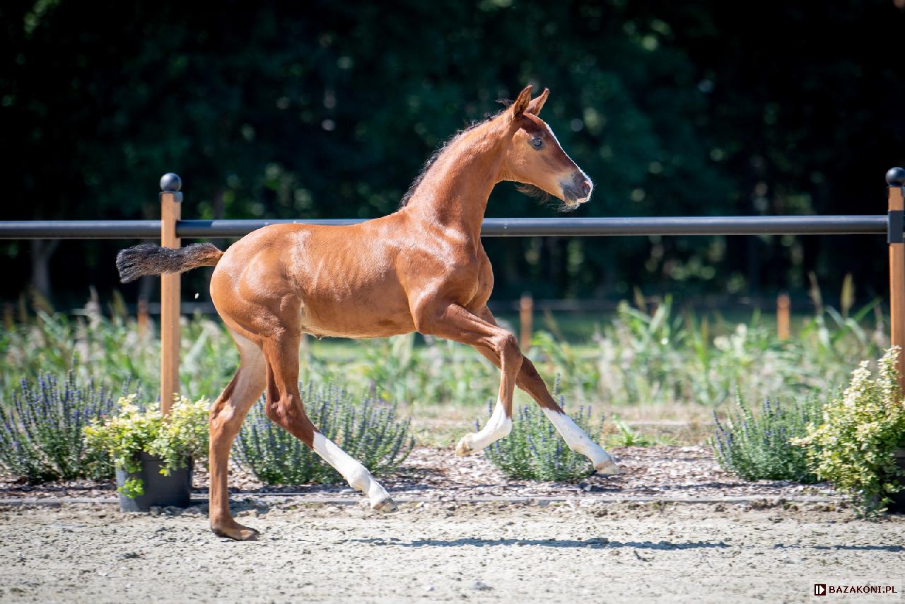 Casallto II KNT - Baborówko Horse Auctions - Foals Edition 2021<br />&copy; Oliwia Chmielewska