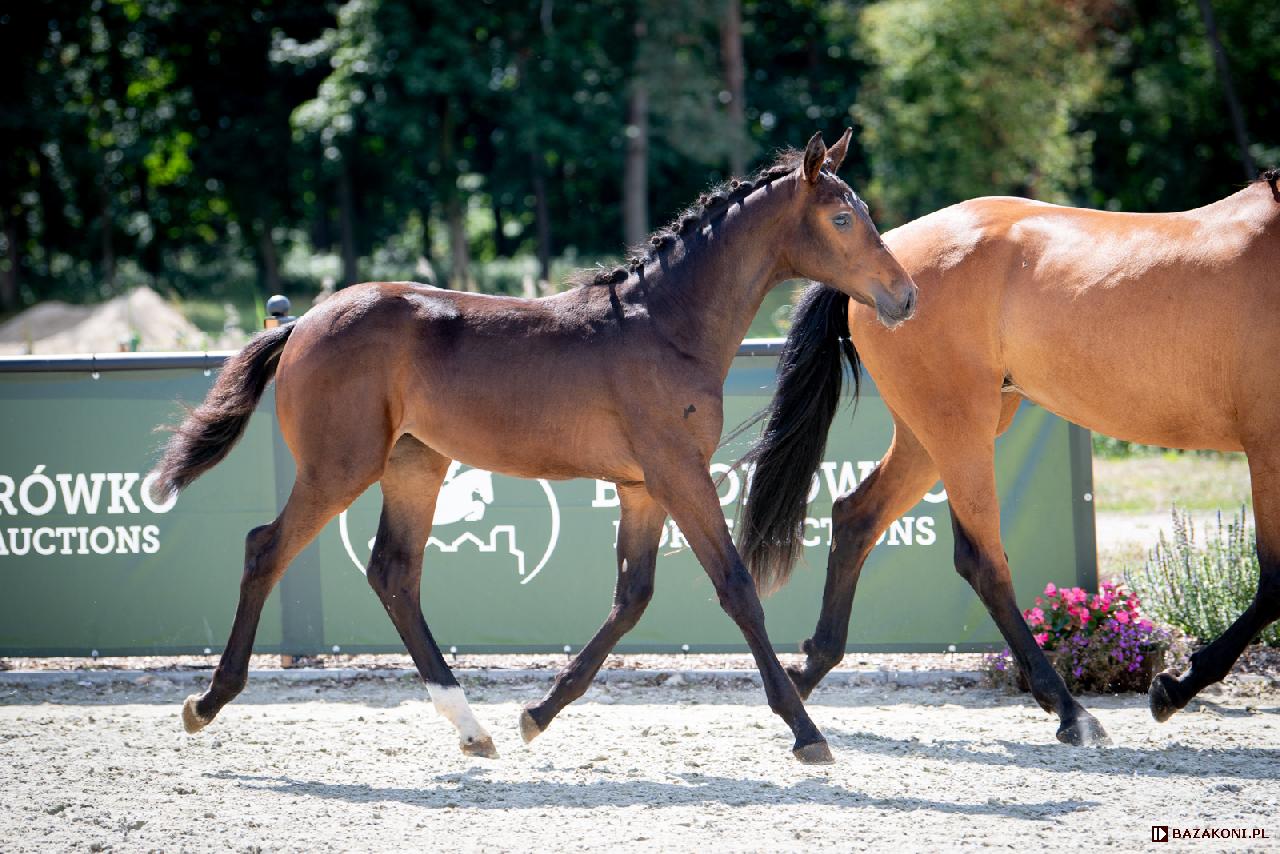 Heradina MK - Baborówko Horse Auctions - Foals Edition 2021<br />&copy; Oliwia Chmielewska