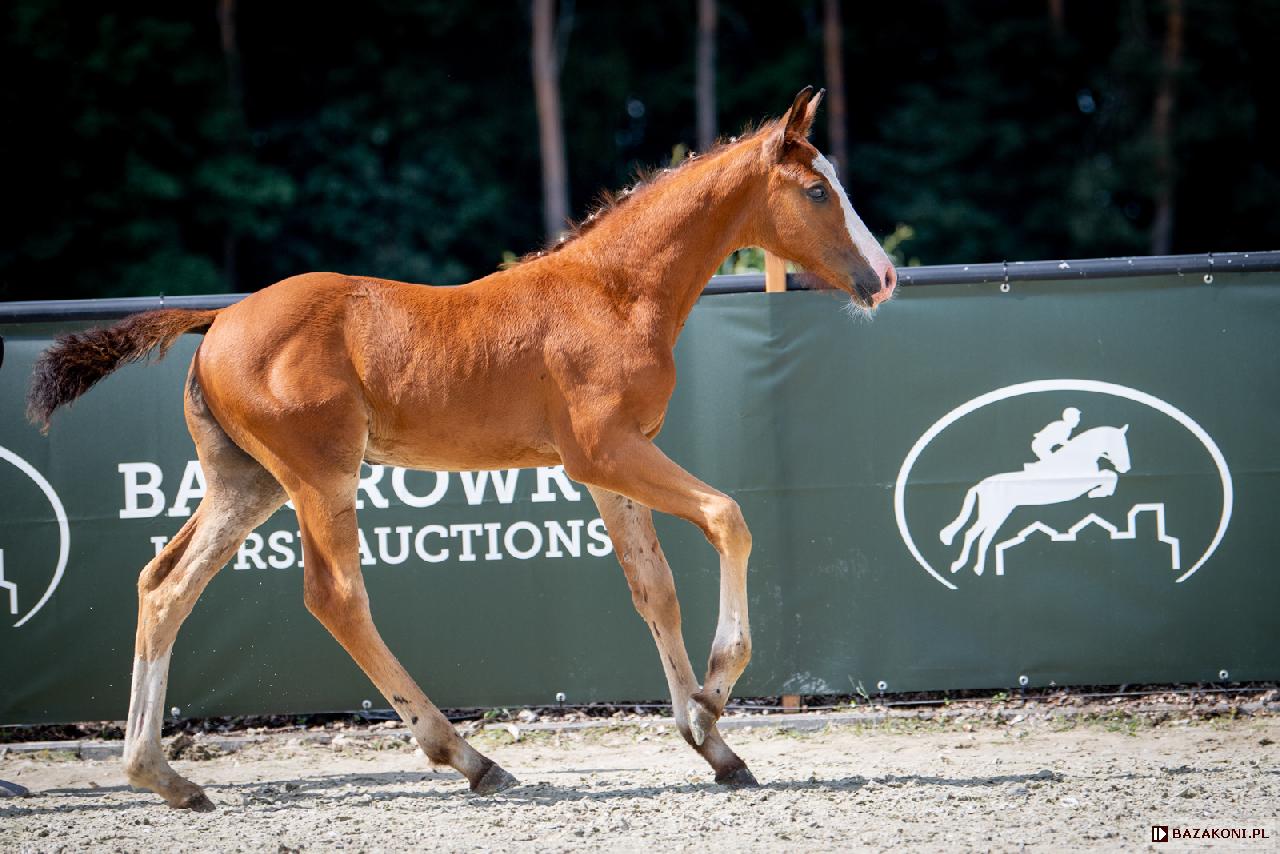 Candy Boy - Baborówko Horse Auctions - Foals Edition 2021<br />&copy; Oliwia Chmielewska