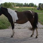 Tanew (Polan) - 2,5 roku<br />&copy; Maria Bronowska