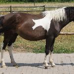 Tanew (Polan) - 3,5 roku<br />&copy; Maria Bronowska