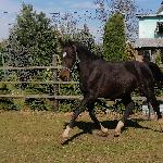 Ruffian (RU)