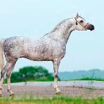 El Farid
