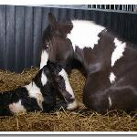 Melodies Lisa<br />&copy; Melody Stables Irish Cobs<br /><i>Tinka & Melodies Lisa</i>