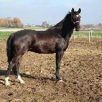 Baltazar AA