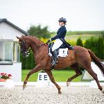 Dolcetto<br />&copy; Julia Świętochowska<br /><i>fb dressage24.pl</i>