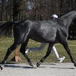 Darkan