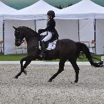 Diamo Dream<br /><i>fb dressage24.pl</i>