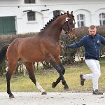 Unessco<br />&copy; Katarzyna Wiszowaty<br /><i>https://www.pzhk.pl/fotogaleria/rok-2022/kwalifikacja-mlodych-ogierow-szlachetnych/</i>