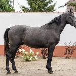 Chandros - SK Racot<br />&copy; Foto i Basta