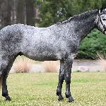 Geiron<br />&copy; SK Racot