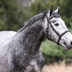 Geiron<br />&copy; SK Racot