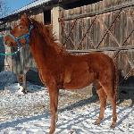 Furia - 2021 lubelskie