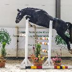 Evisto IPO - Dni Polskich Koni Sportowych - Lubuski Czempionat Użytkowy w skokach luzem dla koni 3-letnich ras szlachetnych, 04.10.2022, Stary Kisielin<br />&copy; Łukasz Gauza