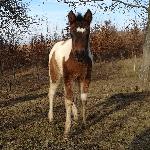 Oma-Gór (Gurgul) - 12.02.2021<br />&copy; Anna Majewska-Górska