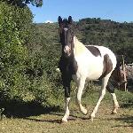 Far Hills Pintado Zaida