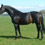 Gold Storm (Catherston Gold Storm)