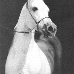 Amurath Borodino