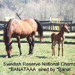 Banata (Banataa)
