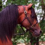 Romanek