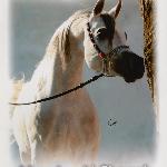 Mundher Al Shaqab