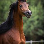 Lord Equador