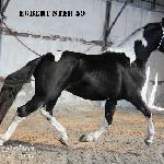 Egbert / Edoras Goodshapes