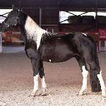 Egbert / Edoras Goodshapes