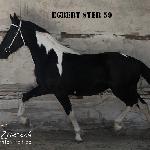 Egbert / Edoras Goodshapes