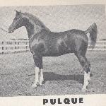 Pulque