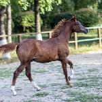 Apostol Tersk