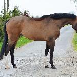Sun Shine<br /><i>https://www.ehorses.pl/polski-kon-szlachetny-polkrwi-klacz-4lat-169-cm-gniada-konie-skokowe-konie-wkkw-huntery-konie-ujezdzeniowe-radziejow/3973581.html</i>