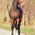 Sun Shine<br /><i>https://www.ehorses.pl/polski-kon-szlachetny-polkrwi-klacz-4lat-169-cm-gniada-konie-skokowe-konie-wkkw-huntery-konie-ujezdzeniowe-radziejow/3973581.html</i>