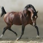 Toreador