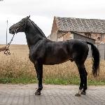 Żart