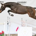 Diadem<br />&copy; Anna Przybył / equista.pl