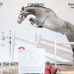 Hickstead Boy<br />&copy; Anna Przybył / equista.pl