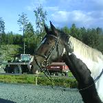 Allarette