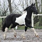 Ineke