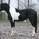 Ineke